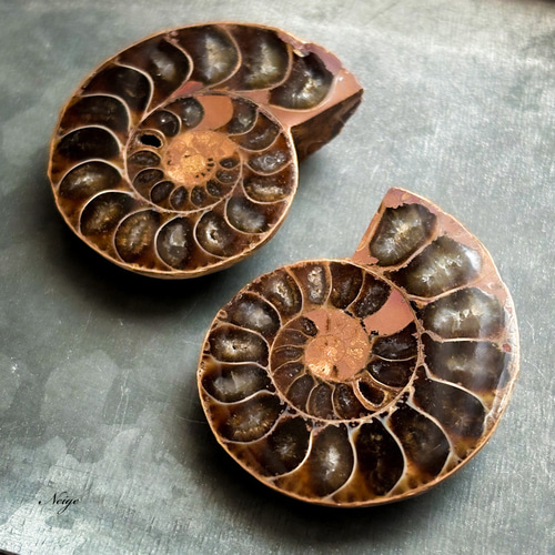 マダガスカル産アンモナイトの化石 天然石パーツ販売 天然石 Neige