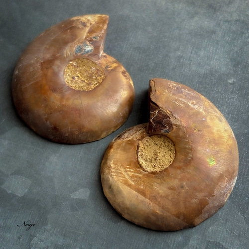 アンモナイト化石　ハーフカット　ペア　マダガスカル 61aE8-hKOqL._AC_UF350,