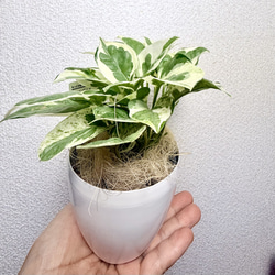 爽やか✨アオオリヅルラン⭐️大株⭐️spider plant child⭐️セット