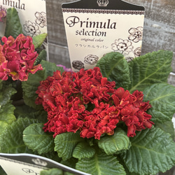 百笑(momoemi)ビオラ・パンジー ミックス4苗セット 色はおまかせ