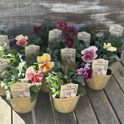 花苗＊ガーデンシクラメン「森の妖精」 その他素材 Comu＊Garden 通販