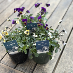 まー ビオラ♡ パンジー 百笑(momoemi)ビオラ・パンジー ミックス4苗セット 色はおまかせ