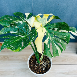 現品］4番 フィカス ベンガレンシス 曲がり 8号 観葉植物 室内 大型