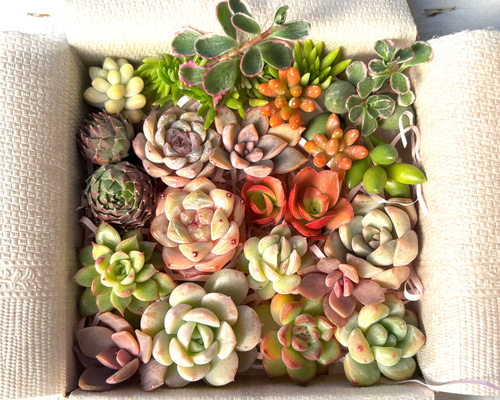 多肉植物 カット苗 セット 色どりいろいろ 詰め合わせ 育てる 寄せ植え