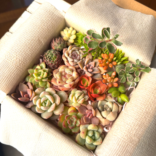 多肉植物カット苗Cセット☆寄せ植え 楽天市場】【マラソン期間限定☆全商品エントリーで、＋P10倍】多肉