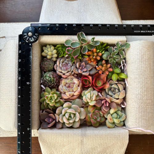 多肉植物カット苗Cセット☆寄せ植え 楽天市場】【マラソン期間限定☆全商品エントリーで、＋P10倍】多肉