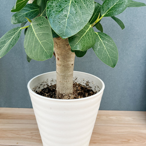 ★最終お値下げ★フィカス　ベンガレンシス　幹ごく太　特大サイズ　綺麗な曲がり ④12/1撮影 幹太 フィカス ベンガレンシス 観葉植物 大型 その他