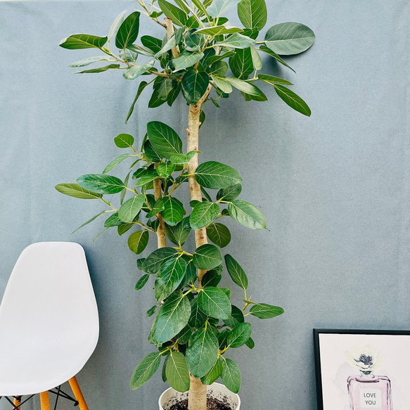 現品］18番 フィカス ベンガレンシス 10号 観葉植物 室内 大型 ゴムの