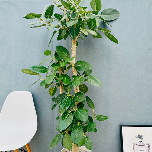 人気 ☆希少 値上がり 大人 ベンガレンシス おしゃれ室内 インテリア 鉢付き 人気 ☆希少 値上がり 大人 ベンガレンシス おしゃれ室内 インテリア