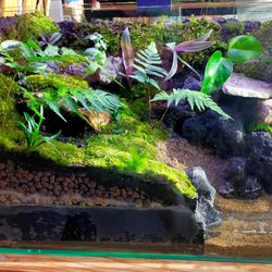 隠れ家付き！苔テラリウム 観葉植物 溶岩石レイアウト 生体飼育ケージ