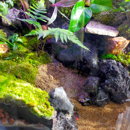 苔テラリウムケージ 水場と陸地のあるカエル・イモリ向けレイアウト
