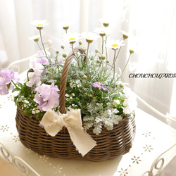 フリルパンジーとローダンセマムの寄せ植えバスケット 盆栽