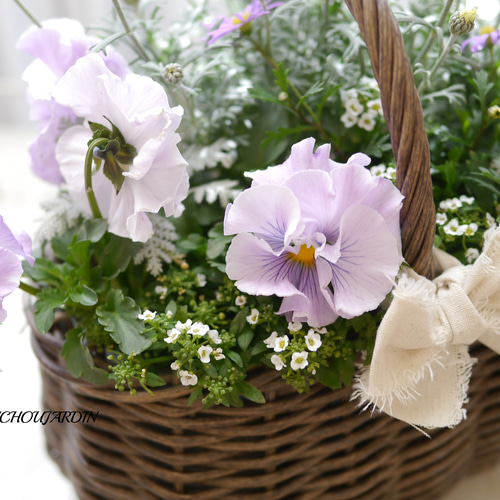 フリルパンジーとローダンセマムの寄せ植えバスケット 盆栽