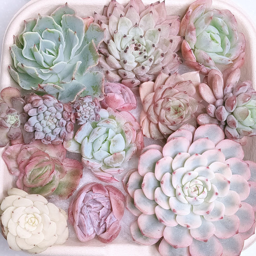 多肉植物 エケベリア セット*3 エケベリア セット (未発根)【多肉植物】 多肉植物 エケベリアSKETCH