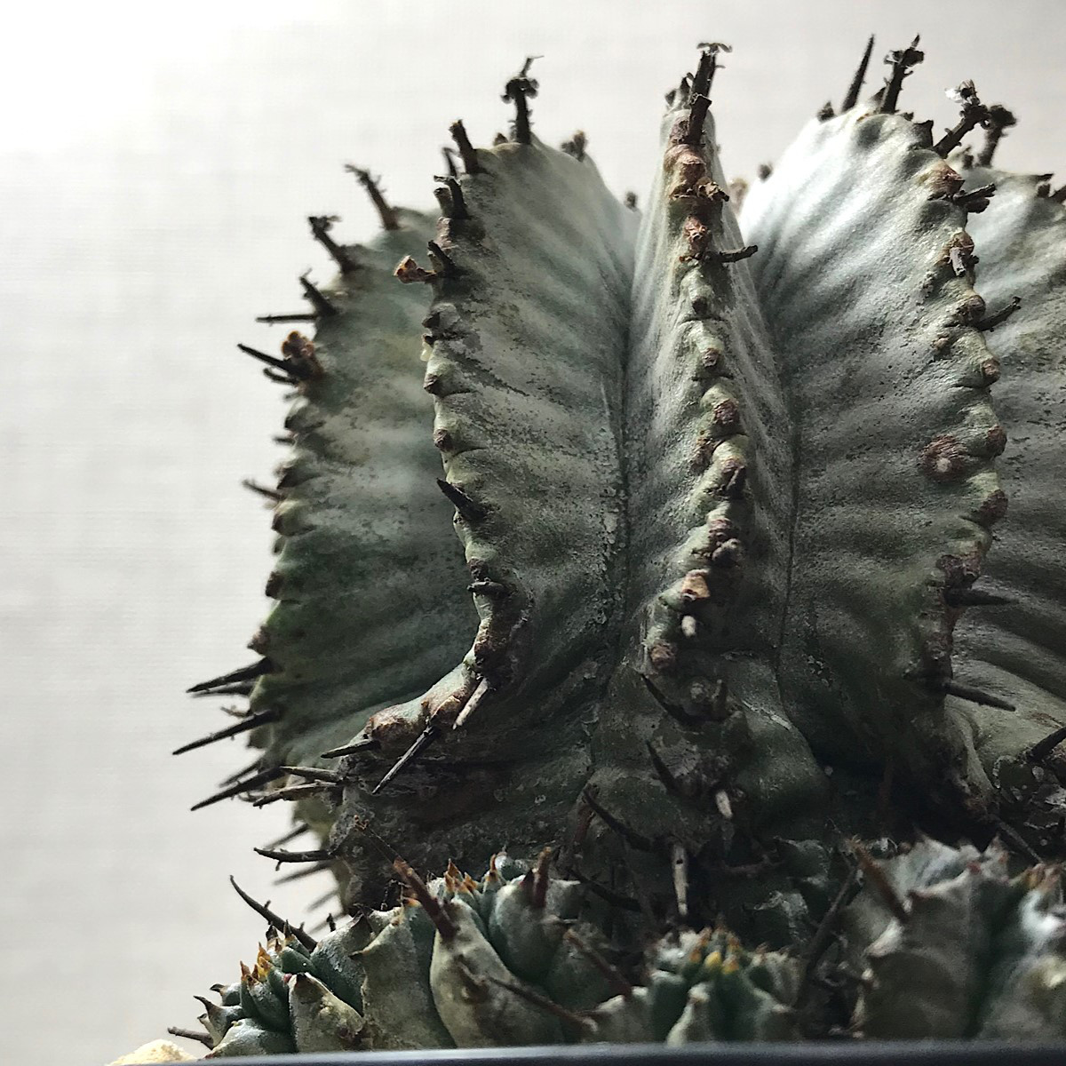 ユーフォルビア 白衣ホリダ ＊ 塊根植物 多肉植物 珍奇植物