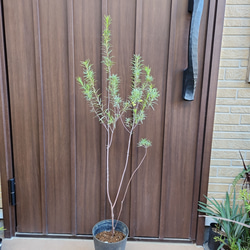 ノリナ ネルソニー エアーコンテナポット鉢植え 南国風 ドライガーデン