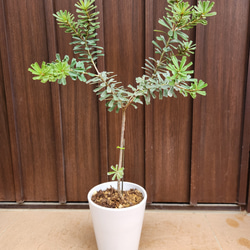 可愛い♪パールアカシア スクエア型テラコッタ鉢植え ミモザ オージー