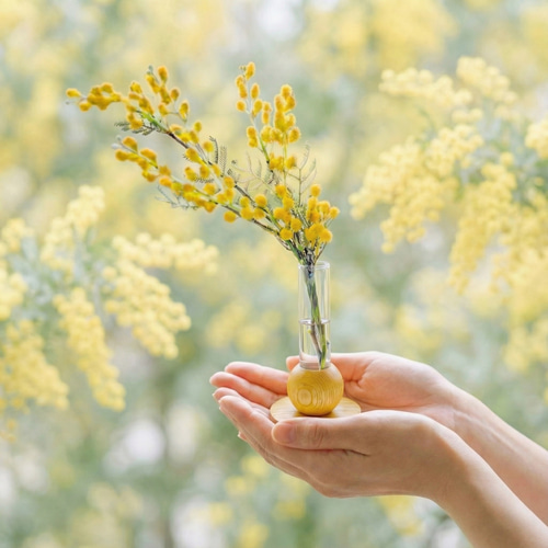 春を告げるミモザの一輪挿し Spring マジカルウォーター インテリア