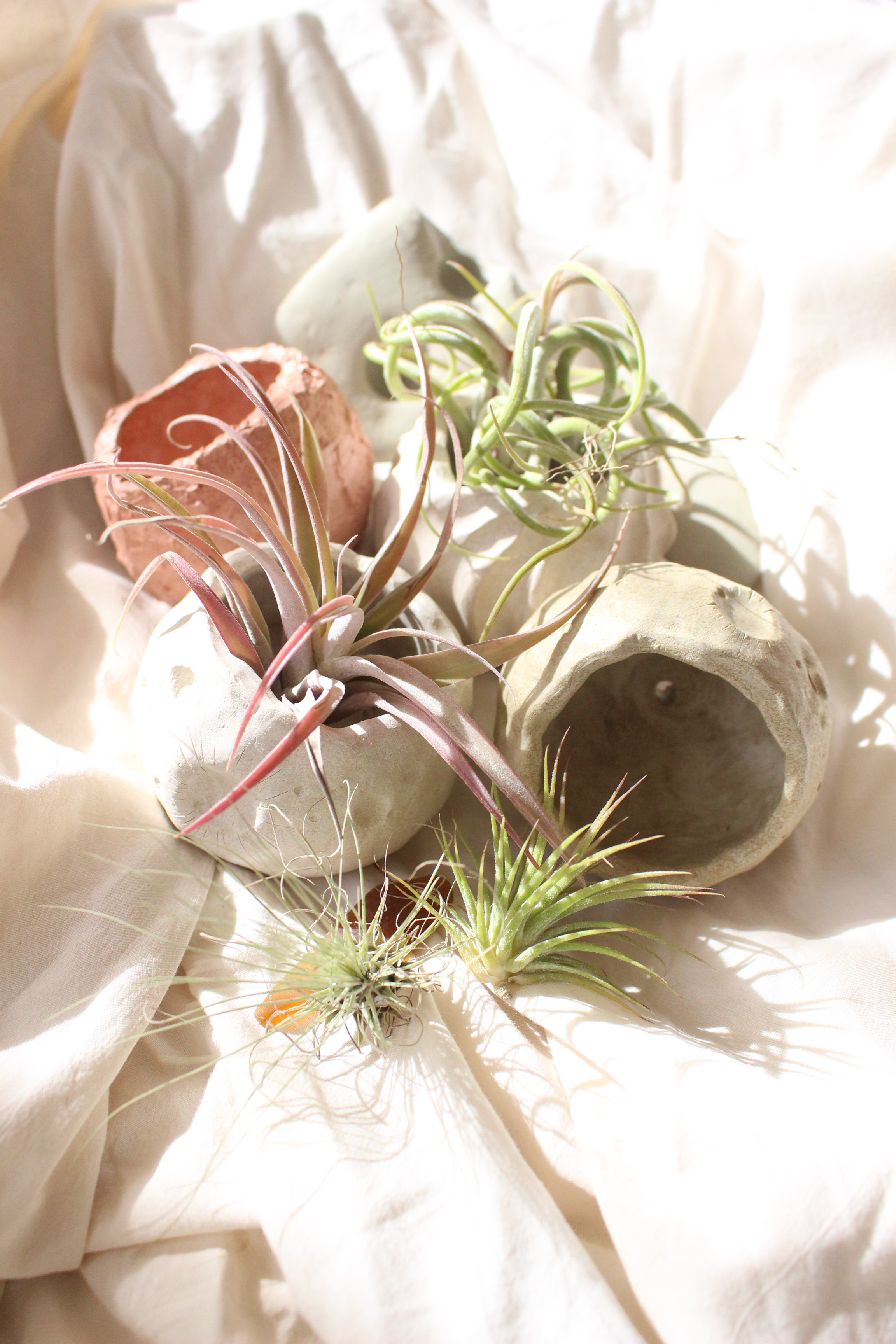 Wavy pot【White】| オーブン陶土　鉢　多肉植物　サボテン　塊根植物