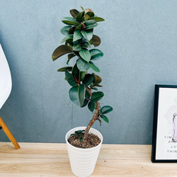 現品］84番 アロエ ディコトマ 8号 観葉植物 室内 屋外 おしゃれ