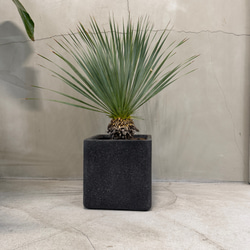 ユッカ ロストラータ｜鉢付き・約67cm（現品販売） 一輪挿し・花瓶 