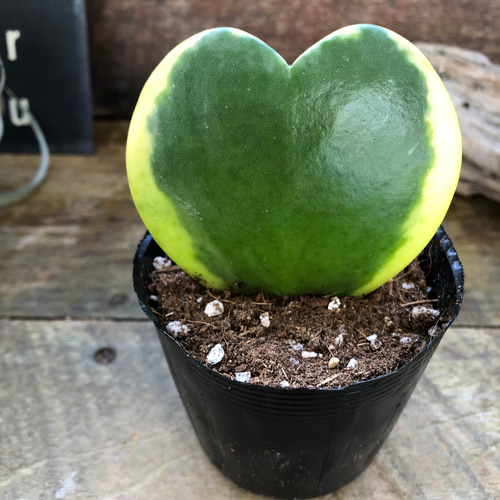 ラブラブハート♡斑入りホヤ♡ハート型の葉♡ホヤ♡観葉植物