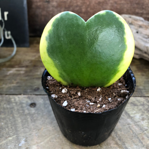 観葉植物 緑色斑点 ハート型葉 観葉植物 ハート」の人気商品一覧 | 安い商品を通販サイトから探す その他観葉植物