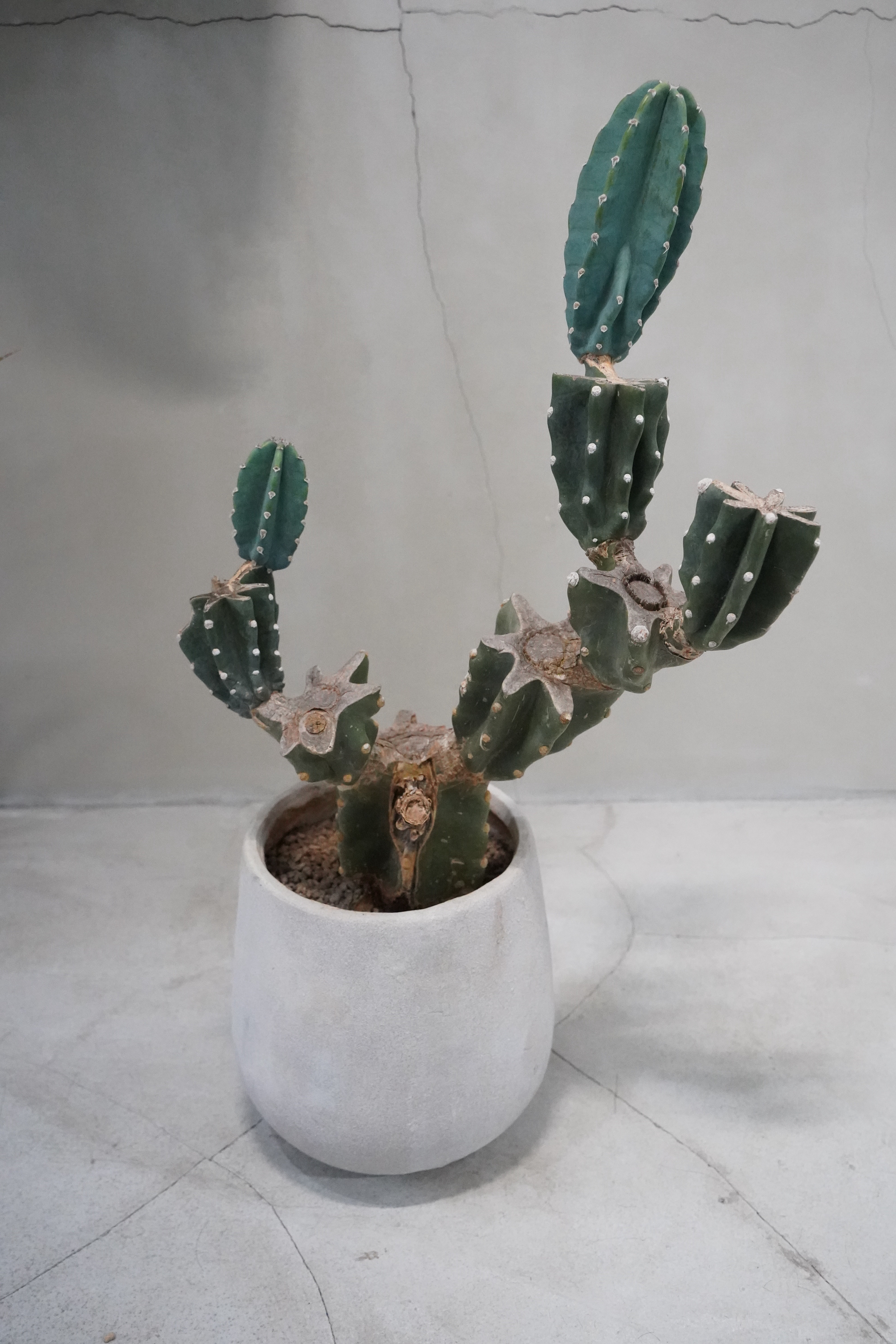 柱サボテン 仕立て株｜鉢付き・約71cm（現品販売） 11,060円