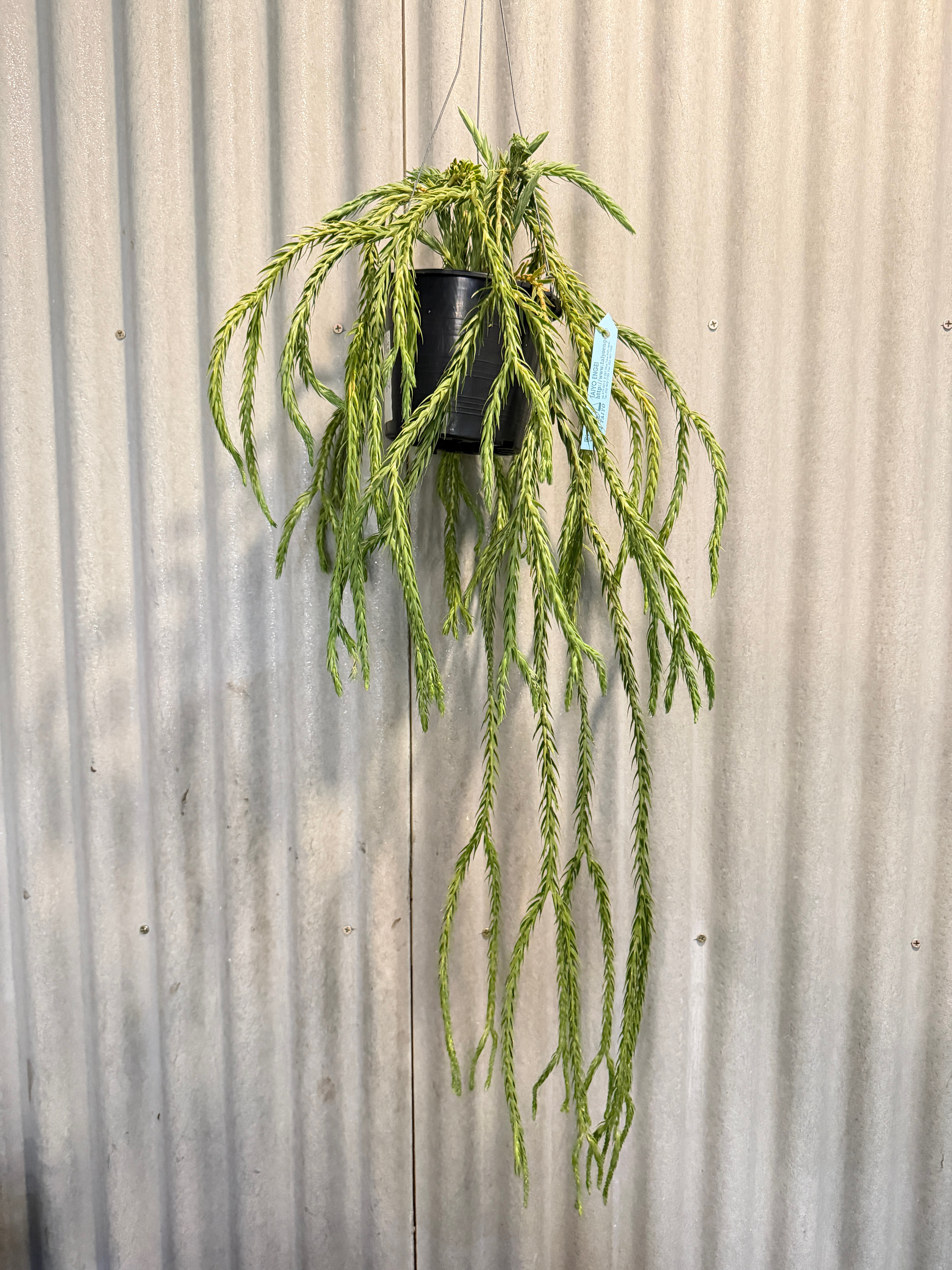 フペルジア・カリナータ｜ハンギング｜全長約124cm（現品販売）
