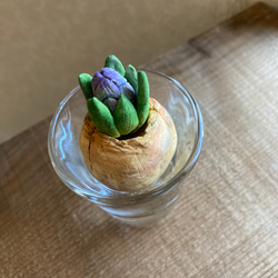 9975.bud 粘土の球根 ヒヤシンス 3枚目の画像