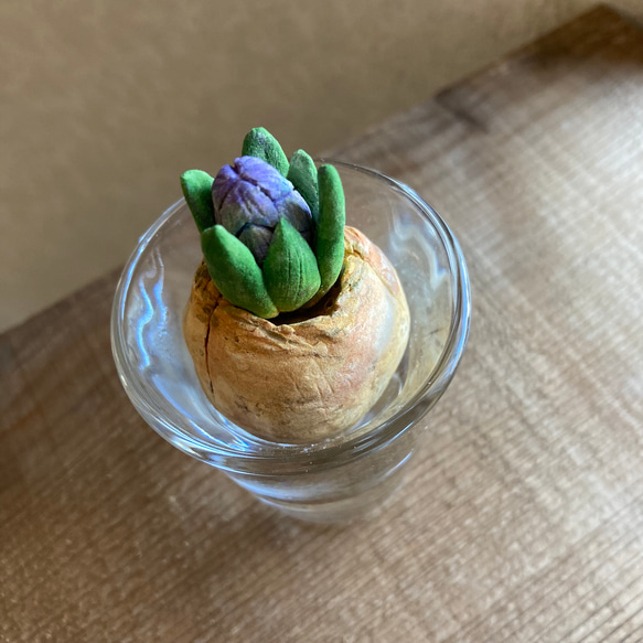 9975.bud 粘土の球根 ヒヤシンス 3枚目の画像