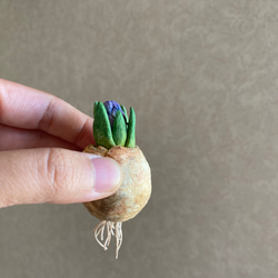 9975.bud 粘土の球根 ヒヤシンス 5枚目の画像