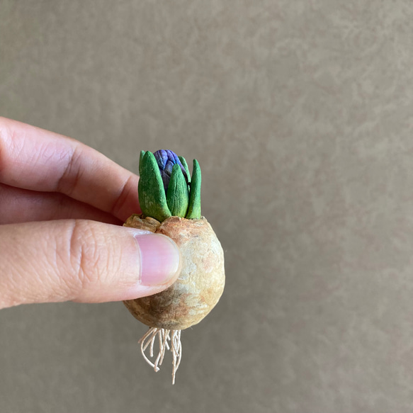 9975.bud 粘土の球根 ヒヤシンス 5枚目の画像