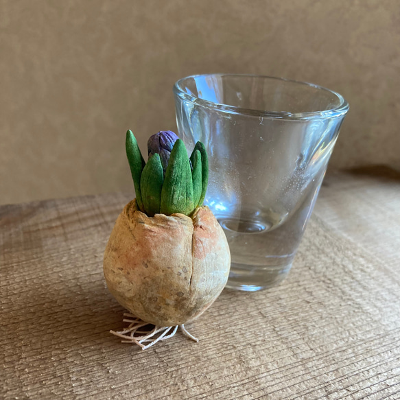 9975.bud 粘土の球根 ヒヤシンス 4枚目の画像