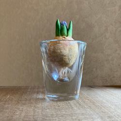 9975.bud 粘土の球根 ヒヤシンス 2枚目の画像