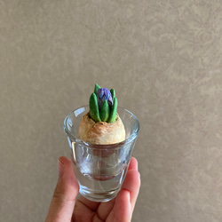 9975.bud 粘土の球根 ヒヤシンス 6枚目の画像