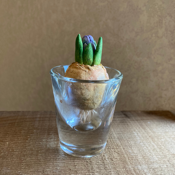 9975.bud 粘土の球根 ヒヤシンス 1枚目の画像