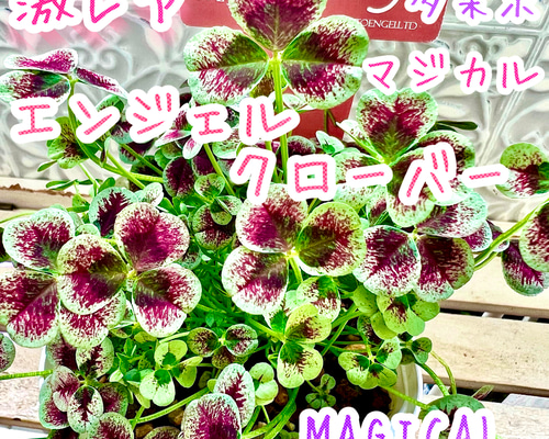 天使の羽 エンジェルクローバー 株分け MAGICAL マジカル 寄せ植え 多