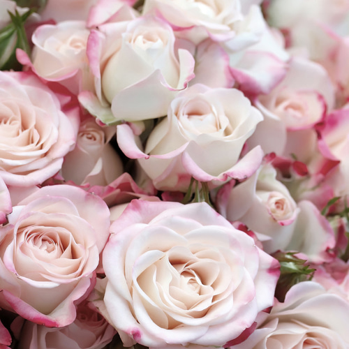 デザイン アート ピンクの薔薇 切り絵 美 内なる宇宙 潜在意識 作品: a