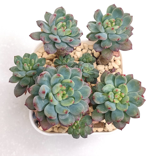 ブルーエルフ (青りんご、ブルーアップル)【セデベリア 多肉植物