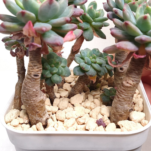 ブルーエルフ (青りんご、ブルーアップル)【セデベリア 多肉植物