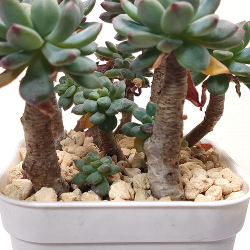 ブルーエルフ (青りんご、ブルーアップル)【セデベリア 多肉植物