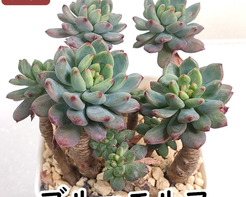 ブルーエルフ (青りんご、ブルーアップル)【セデベリア 多肉植物