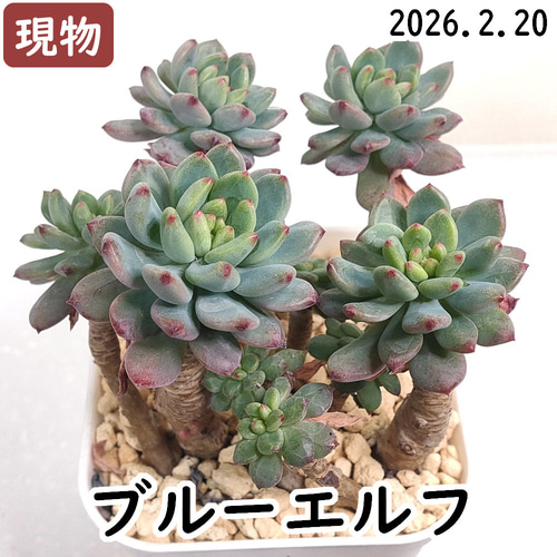 ブルーエルフ (青りんご、ブルーアップル)【セデベリア 多肉植物