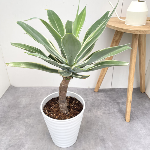 【大型】アガベアテナータ アガベ アテナータ 斑入り レオブライト 5【現品】☆希少☆ 観葉植物