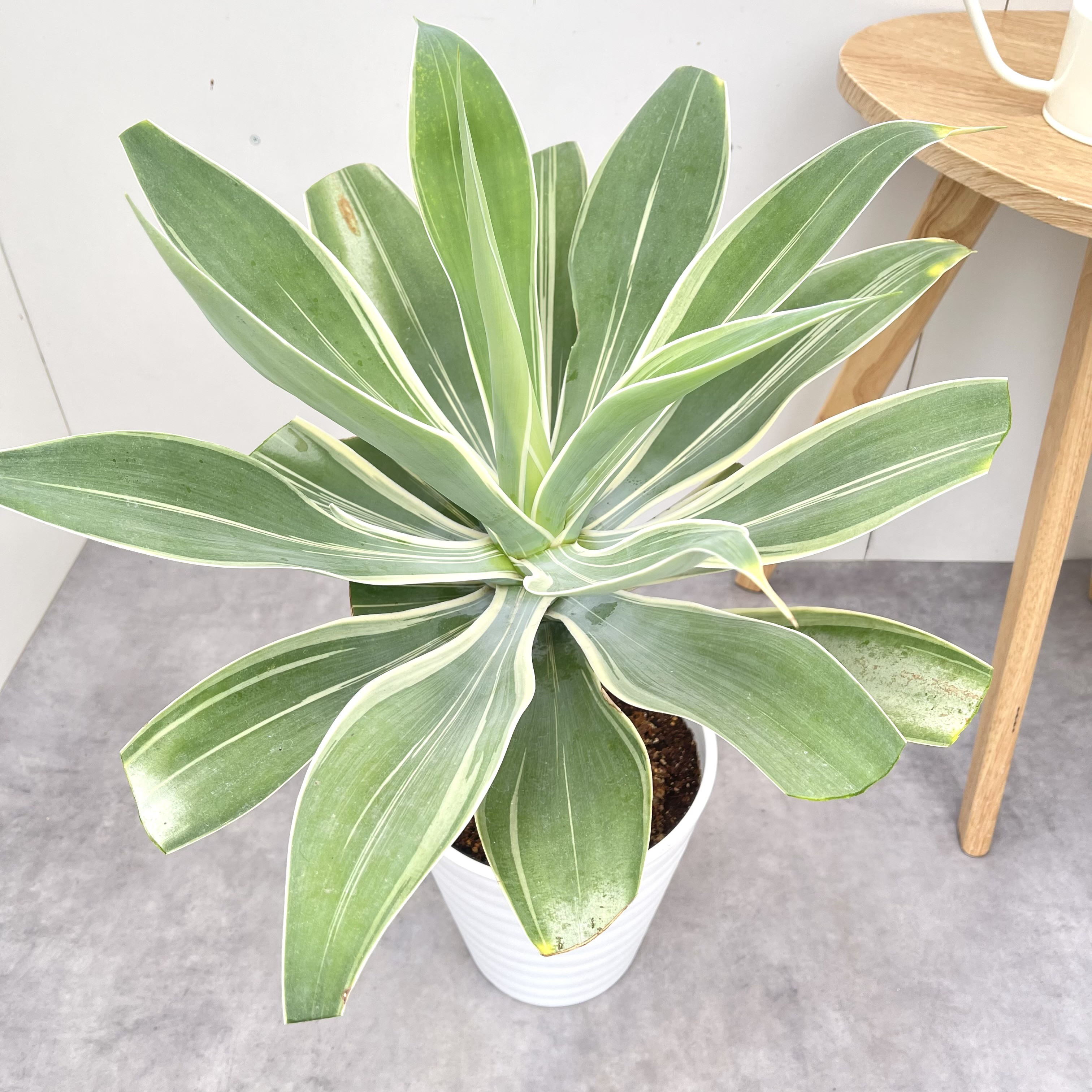 アガベ　アテナータ　斑入り　レオブライト　5【現品】☆希少☆ 観葉植物 大型