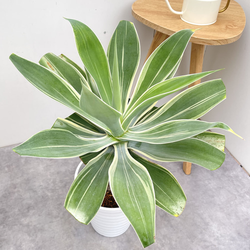 K*a様 アテナータ　レイオブライト　レアな中斑 希少 アガベ レイオブライト 斑入り 8号 アテナータ 観葉植物 多肉植物