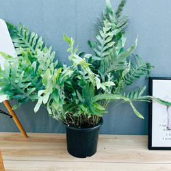 現品］84番 アロエ ディコトマ 8号 観葉植物 室内 屋外 おしゃれ