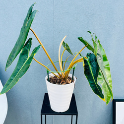 ［現品］【希少】ユッカ　ロストラータ　実生　短葉　幹立　10号　観葉植物　レア 現品］【希少】ユッカ ロストラータ 実生 短葉 幹立 10号 観葉植物