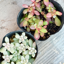 ティンカーベル錦(7-75)＊多肉植物＊抜き苗 多肉植物 ＊N＊ 通販